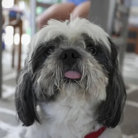 Ostria Studios&apartments